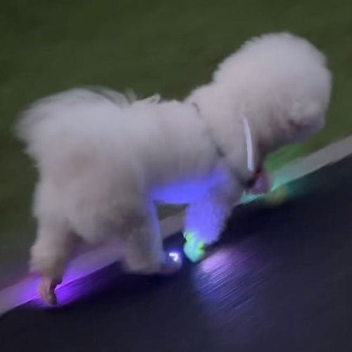 Make Your Dog Stand Out in the Dark — Bright LED Clip-On Shoe Lights